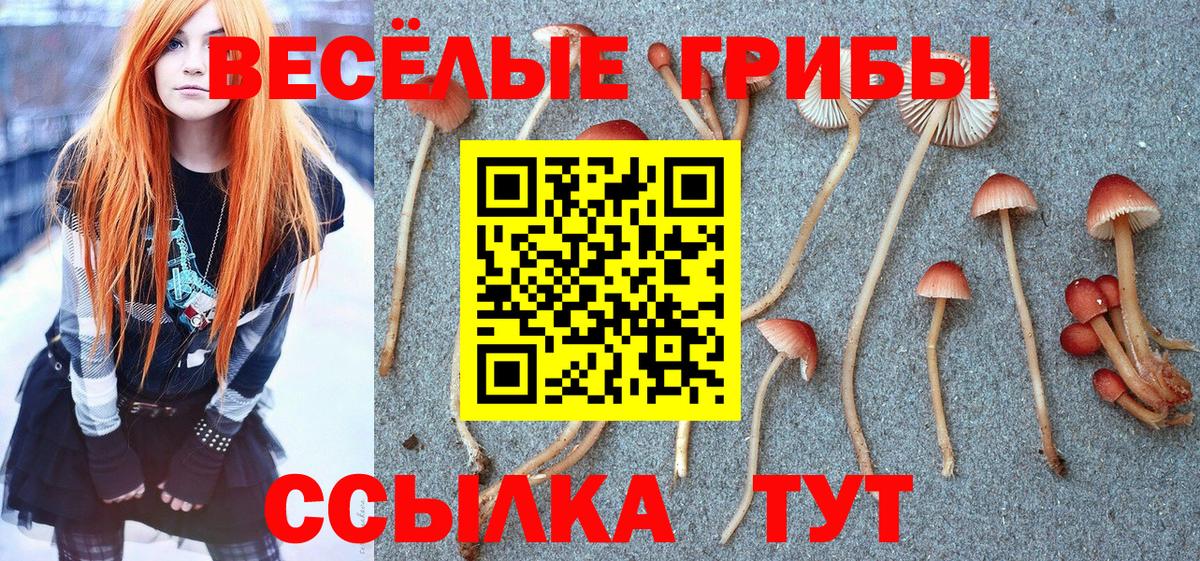 наркотики  Ирбит  Псилоцибиновые грибы Psilocybe 